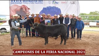 EXPO BEEFMASTER LA NACIONAL 2021 BEEFMASTER SUPREMO EPISODIO 14 [upl. by Eneleahcim]