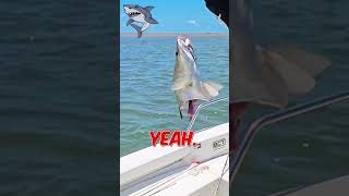 Shark Attack fishing barramundi fishingtownsville barramundifishing [upl. by Eelarat586]