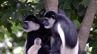 The Black and White Colobus Monkey or Mantled Guereza [upl. by Ellette]