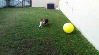 Corgi herds ball [upl. by Etnahsal]