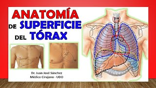 🥇 ANATOMÍA DE SUPERFICIE DEL TÓRAX Proyección Externa de los Órganos [upl. by Areivax]