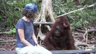 Camp Leakey orangutans [upl. by Nan]