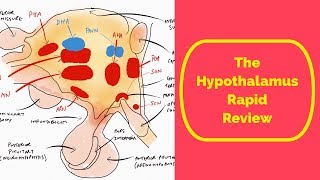 The Hypothalamus Rapid Review [upl. by Ltney288]