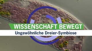 Ungewöhnliche DreierSymbiose  Wissenschaftsnachrichtenvideo [upl. by Persson]