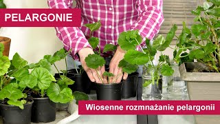 Pelargonie  Jak rozmnożyć pelargonie wiosną Wiosenne rozmnażanie pelargonii [upl. by Haisej]