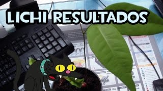 Como Trasplantar Lichis  Resultados y Cuidados Básicos [upl. by Attenov521]