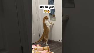 Who are you 🐈😳🤩 [upl. by Salomo]