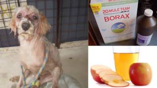 How To Cure Mange in Dogs  Home Remedies For Dog Mange [upl. by Titos]