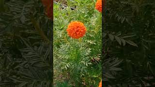 Tagetes erecta  Asteraceae [upl. by Nayd]