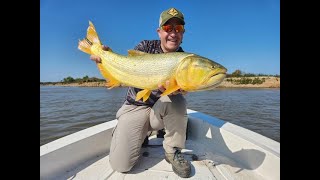 PESCA EN LA PAZ MUCHOS DORADOS [upl. by Halyak]