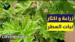 أفضل طرق اكثار نبات العطرزراعةالنباتاتالعطريةPelargonium [upl. by Novoj]