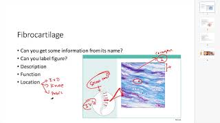 39 Fibrocartilage Structure Function Location and Disorders [upl. by Grosberg37]