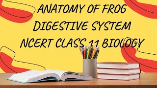 ANATOMY OF FROG  DIGESTIVE SYSTEM CLASS 11 BIOLOGY NCERT SYLLABUS NEET BIOLOGY ORGANISATION ANIMALS [upl. by Eiknarf]