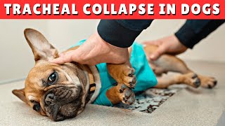 Tracheal Collapse in Dogs  CAUSES and TREATMENT [upl. by Lonny141]