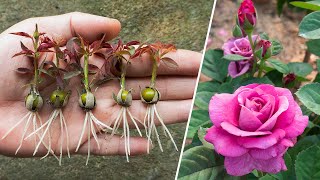 The method of growing red roses from buds the whole world does not know [upl. by Cecily]