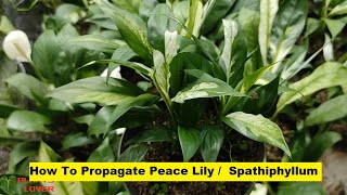 How To Propagate Peace Lily  Variegated Spathiphyllum Plant  Plants Lover [upl. by Knox858]