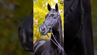 discover the horse arabian horse facial markingsEquestrian Horse Racing EquineExplorer shorts [upl. by Ban]