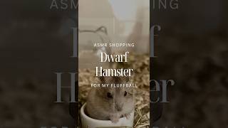 Dwarf Hamster Shopping [upl. by Sahc]