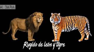 Rugido de león y tigre [upl. by Yeltihw]