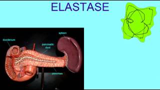 DIGESTIVE ENZMES ELASTASE [upl. by Barvick]