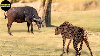 30 Momentos De Chita Ferida Ao Caçar E Escolher Oponentes Errados  Animais Selvagens [upl. by Iahc]