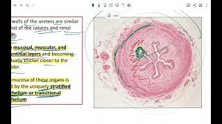 ureter histology [upl. by Aaron]