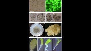 Isolation and Purification of Protoplast [upl. by Hsirehc110]