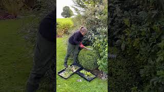 How To Shape amp Trim Your Topiary Buxus Plants gardeningtips [upl. by Ailet]