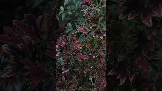 Vibrant Coleus Foliage  Stunning Colorful Leaves Shorts plants leafs nature garden blossom [upl. by Yesnil]