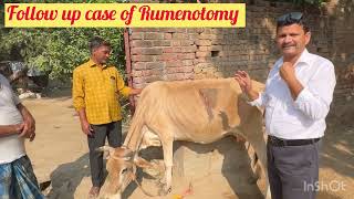 Follow up case of Rumenotomy l Recurrent tympani l Bloat l dr umar khan [upl. by Benson]