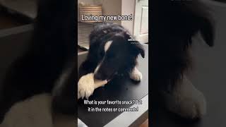 dogbone dogbones dogsnacks dog doglover trending dogfluencer cutedog cutepuppy miniaussies [upl. by Lon744]