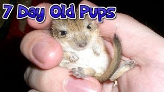 Gerbil Pups  7 Days Old [upl. by Verdi]