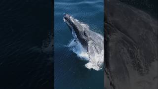 An amazing Humpback Whale breach [upl. by Weaks]