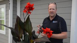 Quick Tip Caring for Cannas ❤️  West Coast Gardens [upl. by Cynthia]