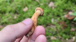 Deadly Webcap  Foraging Mushrooms UK Cortinarius rubellus [upl. by Devaj]