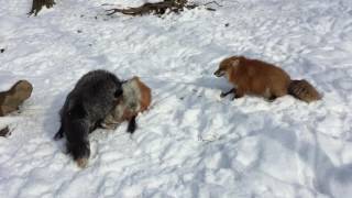 Foxes Play Fighting in the Snow [upl. by Box]