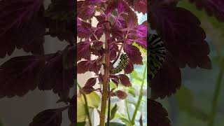 Black Swallowtail Caterpillar turning into a Chrysalis Full HD Timelapse [upl. by Betsy538]