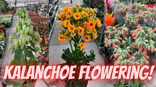 Best Tips for KALANCHOE Plant Care and Secrets to Make Kalanchoe Bloom [upl. by Annoved]