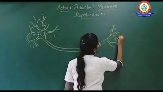 ACTION POTENTIAL DEPOLARIZATION [upl. by Blatt868]