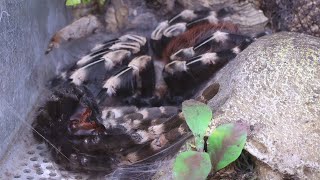 Nhandu Chromatus  tarantula molting  ptasznik linienie [upl. by Yaner]