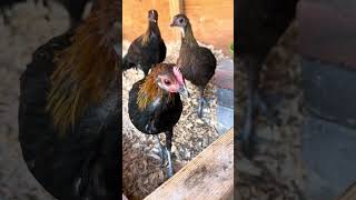 red jungle fowl hybrid chicks October 24 2024 [upl. by Aicsile]