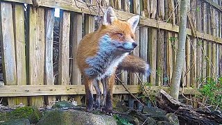 The Sound of a Fox Barking  Discover Wildlife  Robert E Fuller [upl. by Neelat]