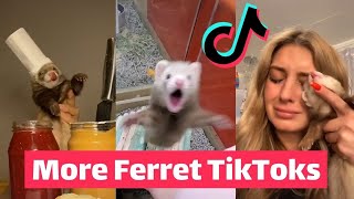 FERRETS Taking Over TikTok  FUNNIEST Trending [upl. by Kaiser375]