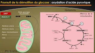 2BAC  BIOF  UNITE 1 CONSOMMATION DE LA MATIERE ORGANIQUE ET FLUX DENERGIE [upl. by Irehs]