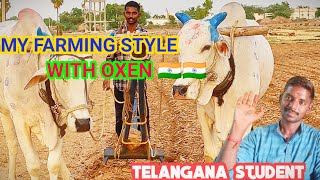 Indian farming style  working with oxen in farm🐂 ploughing field using bulls  Indian village farm [upl. by Hyps]