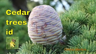 Tree ID Cedars  Cedrus  includes Cedar of Lebanon Deodar cedar atlantic or Atlas Cedar [upl. by Bible]