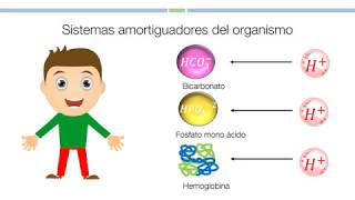 2 Sistemas amortiguadores del organismo Bioquímica [upl. by Mcginnis900]