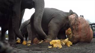 Elephants pulverize giant pumpkins during 2015 Squishing of the Squash [upl. by Adyl909]