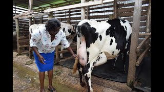 Elburgon dairy farmers form feeds company to cut cost of production [upl. by Niuqauj]