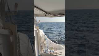 Ripping upwind aboard Switch 51 [upl. by Llerol445]